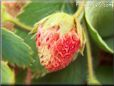 red white strawberry