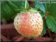 pink strawberry