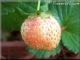pink strawberry