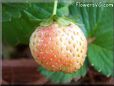 pink strawberry