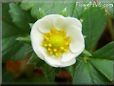 strawberry flower