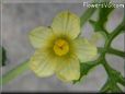 watermelon flower