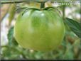 green tomato