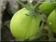 green roma tomato