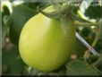 green roma tomato