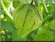 tomatillo