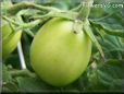 green roma tomato