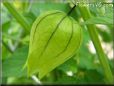 tomatillo
