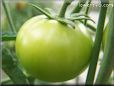 green tomato