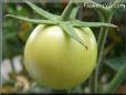 green tomato