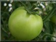 green tomato