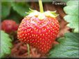 red odd shaped strawberry