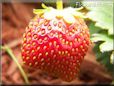 red odd shaped strawberry