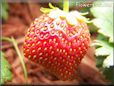 red odd shaped strawberry