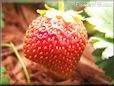 red odd shaped strawberry