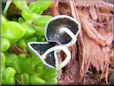 grey mushroom