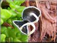 grey mushroom