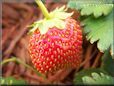 red odd shaped strawberry