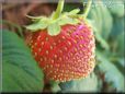 red odd shaped strawberry