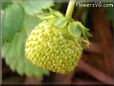 odd shaped strawberry