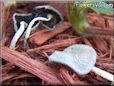 grey mushroom