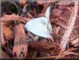 grey mushroom