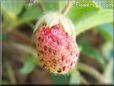 red white strawberry