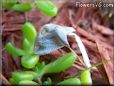 grey mushroom
