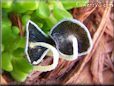 grey mushroom