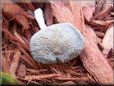 grey mushroom