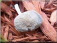 grey mushroom