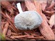 grey mushroom