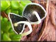 grey mushroom