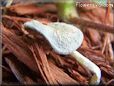 grey mushroom