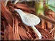 grey mushroom