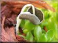 grey mushroom