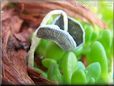 grey mushroom