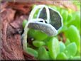 grey fungus mushroom