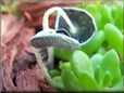 grey mushroom