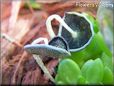 grey mushroom