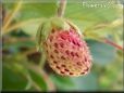 red white strawberry