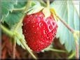 red strawberry