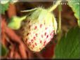 red white strawberry