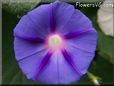 Dark Blue Morning Glory picture