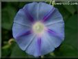 light blue morning glory flower