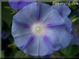 light blue morning glory flower