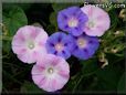 groups of morning glory flowers picture