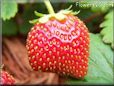 odd shaped red strawberry pictures