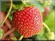 red odd shaped strawberry