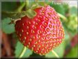 red odd shaped strawberry